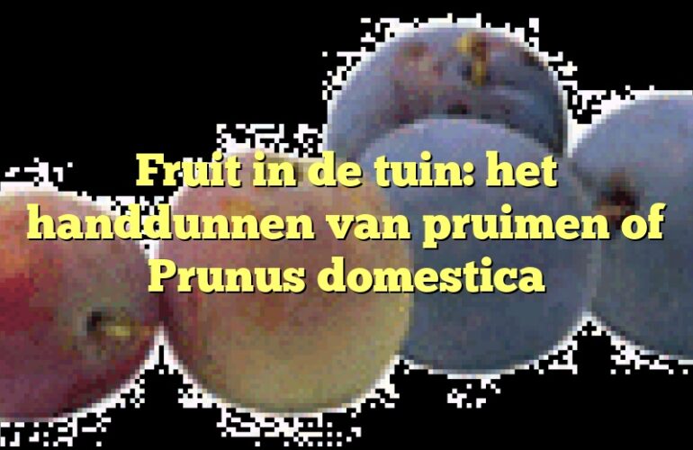 Fruit in de tuin: het handdunnen van pruimen of Prunus domestica